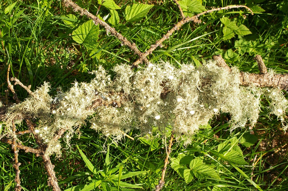 Usnea florida?